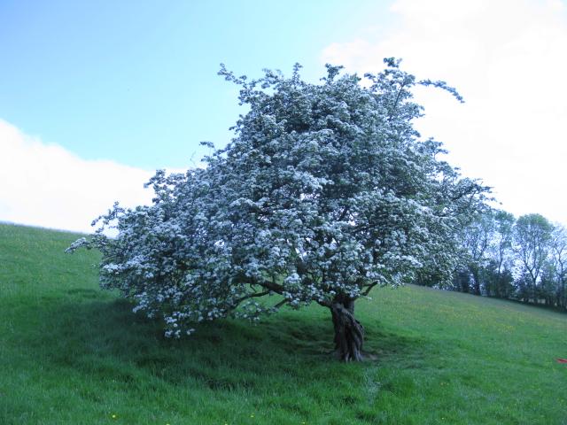 Fairytree on Tara